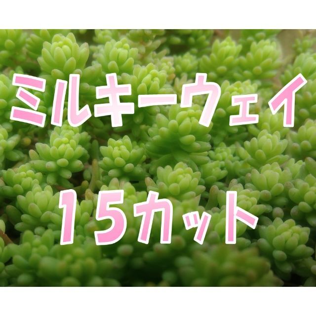 ミルキーウェイ１５カット　多肉植物　セダム　グリーンカバー　グランドカバー ハンドメイドのフラワー/ガーデン(その他)の商品写真