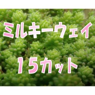 ミルキーウェイ１５カット　多肉植物　セダム　グリーンカバー　グランドカバー(その他)