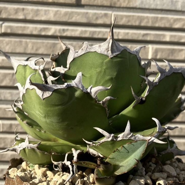 agave titanota