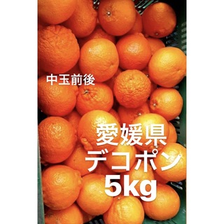 愛媛県　デコポン　柑橘　5kg(フルーツ)