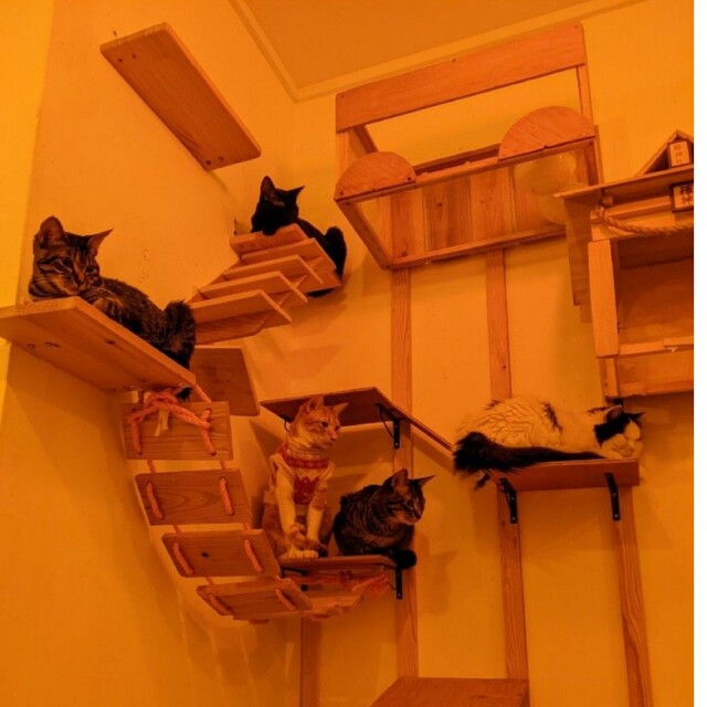 猫用品キャットタワー＆猫ハウス