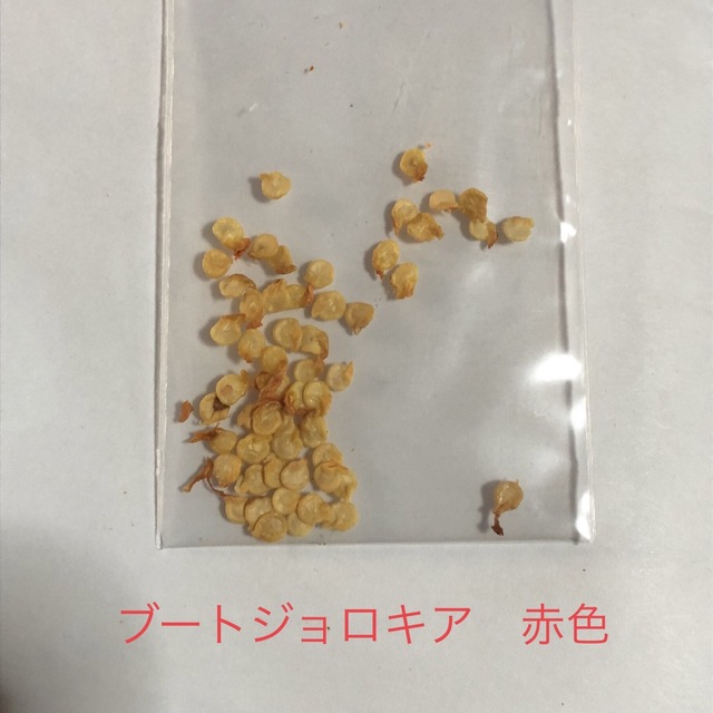 ブートジョロキア種(赤色) 50粒 その他のその他(その他)の商品写真