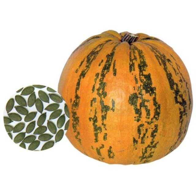 <野菜の種>ペポカボチャ ストライプペポ 6粒 種喰いかぼちゃ PVP品種 ハンドメイドのフラワー/ガーデン(プランター)の商品写真
