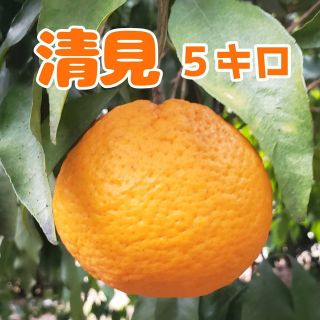 清見ｵﾚﾝｼﾞ5㌔訳あり送料無料(フルーツ)