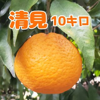 清見ｵﾚﾝｼﾞ10㌔訳あり送料無料(フルーツ)