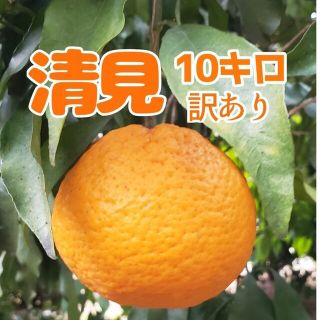 清見ｵﾚﾝｼﾞ10㌔ 訳あり 送料無料(フルーツ)