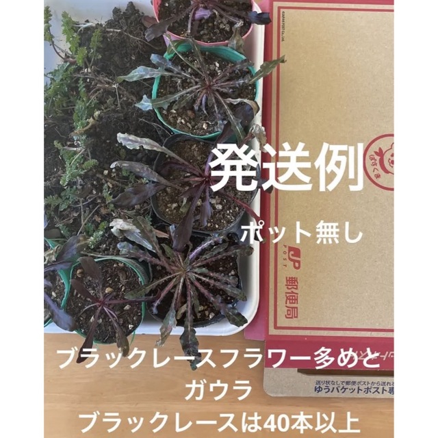 ブラックレースフラワー苗、ガウラ、ルドベキア、フクロナデシコ、紫花菜、アジュガ他 ハンドメイドのフラワー/ガーデン(その他)の商品写真