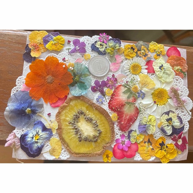 大量の押し花 素材 ビオラ レースフラワー ノースポール ミモザ 菜の花