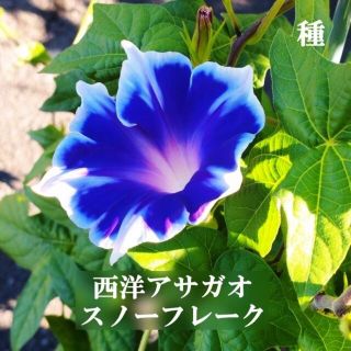 春まき花の種　西洋アサガオ・スノーフレーク 　25粒　桔梗咲きアサガオ　二色咲き(その他)