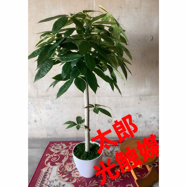光触媒 人工観葉植物 ウォールグリーン フェイクグリーン フラワー