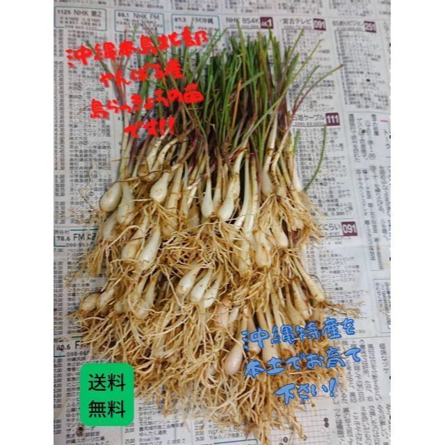 沖縄本島北部やんばる産　島らっきょうの種苗 食品/飲料/酒の食品(野菜)の商品写真