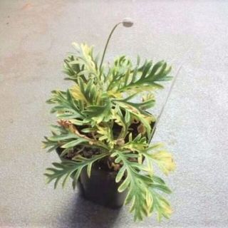 斑入り　ユリオプスデージー　苗　観葉植物　黄色　花木(その他)
