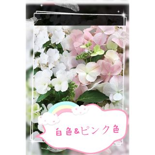 紫陽花　白色　、ピンク色1本苗(その他)