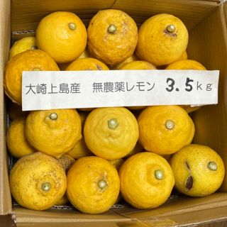 広島県大崎上島産無農薬レモン　3.5kg(フルーツ)