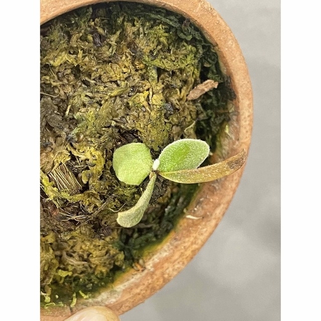P. willinckii Silvery Dwarf (pup)23/3/2の通販 by ビカク P. willinckii Silvery Dwarf (pup)23/3/2の通販 by ビカク
