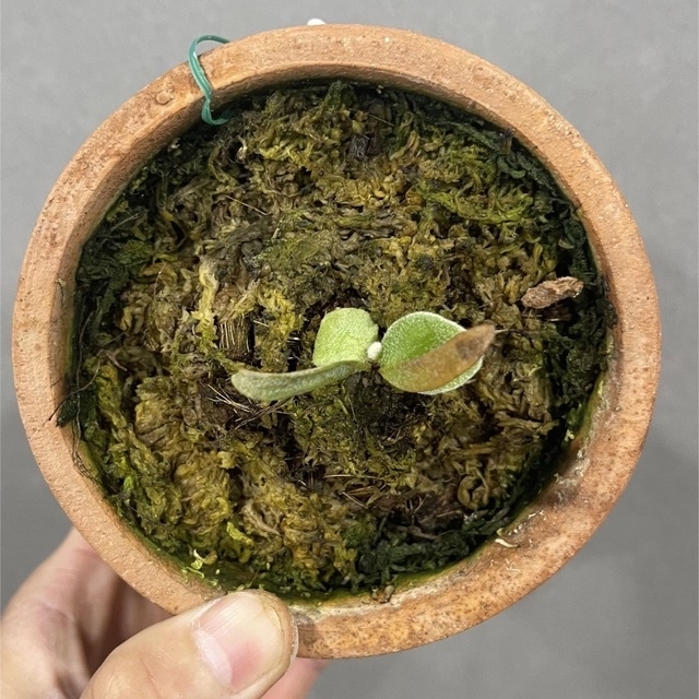 P. willinckii Silvery Dwarf (pup)23/3/2の通販 by ビカク P. willinckii Silvery Dwarf (pup)23/3/2の通販 by ビカク