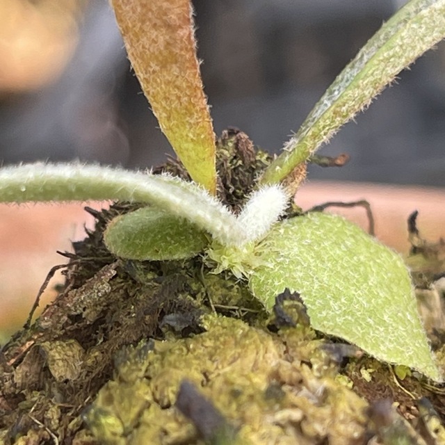 P. willinckii Silvery Dwarf (pup)23/3/2の通販 by ビカク P. willinckii Silvery Dwarf (pup)23/3/2の通販 by ビカク
