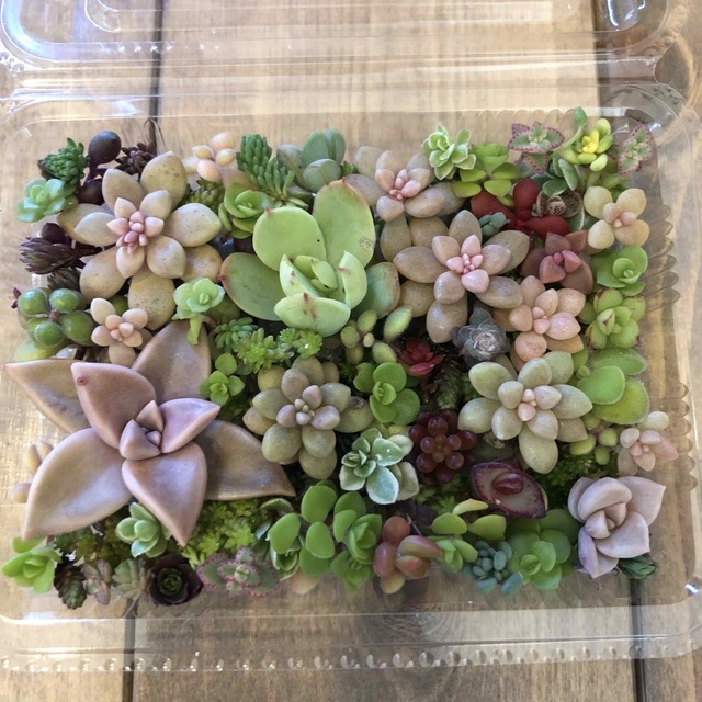 多肉植物】ちまちま寄せ苗セット ◎25種以上のカット苗