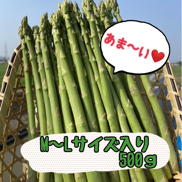 グリーンアスパラガス500g 食品/飲料/酒の食品(野菜)の商品写真