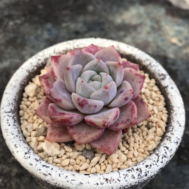 多肉植物53ピンクスポット エケベリア 韓国苗の通販 by 多肉植物 多肉植物53ピンクスポット エケベリア 韓国苗の通販 by 多肉植物