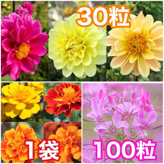 花の種　ダリア　マリーゴールド（4色）　クレオメ ハンドメイドのフラワー/ガーデン(その他)の商品写真