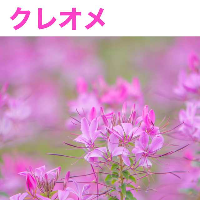 花の種　ダリア　マリーゴールド（4色）　クレオメ ハンドメイドのフラワー/ガーデン(その他)の商品写真