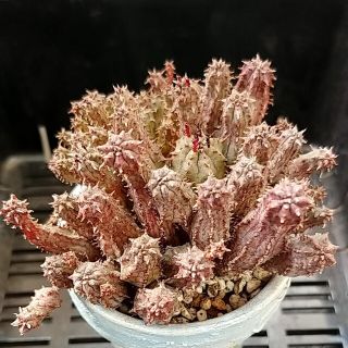 ユーフォルビア　抜き苗(その他)