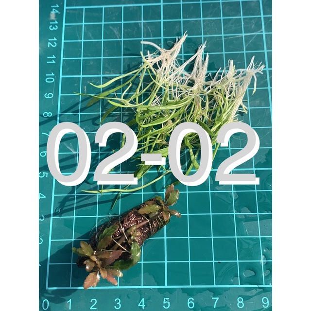 日本代理店正規品 aquatic plants お問合せ・発送確認写真・その他など