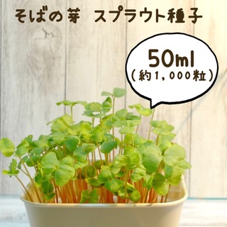 そばの芽 スプラウト種子50ml（約1,000粒）(野菜)