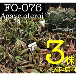 ★FO-076★アガベ オテロイ実3株★大人気種★(その他)