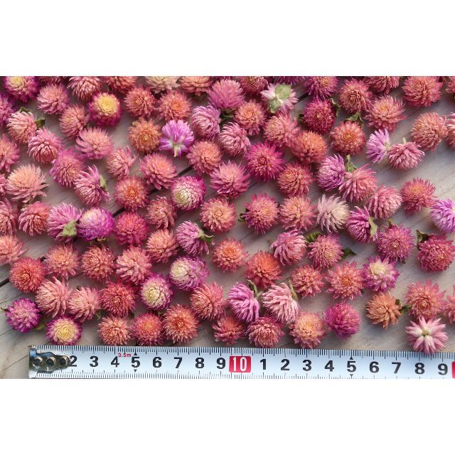 千日紅ヘッド ピンク系 200個 センニチコウ ハンドメイドのフラワー/ガーデン(ドライフラワー)の商品写真