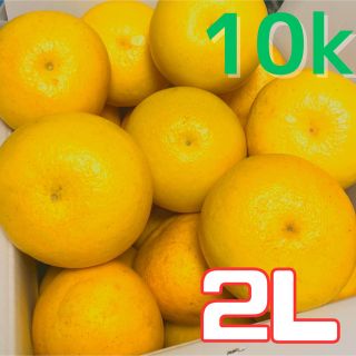 特価！！2Lサイズ　土佐文旦　10k 訳あり　02(フルーツ)