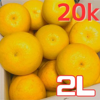 特価！！2Lサイズ　土佐文旦　20k 訳あり　01(フルーツ)