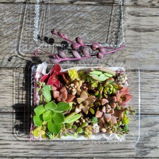 多肉植物　普及種　カット苗　詰め合わせ　容器サイズ(小)(その他)