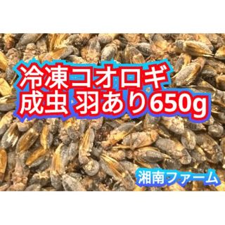 冷凍 コオロギ 脚部除去済 成虫羽あり650g冷凍保存用チャック袋入り(爬虫類/両生類用品)