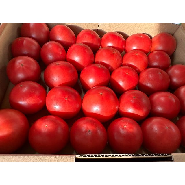 期間限定朝採れフルーツトマト 食品/飲料/酒の食品(野菜)の商品写真