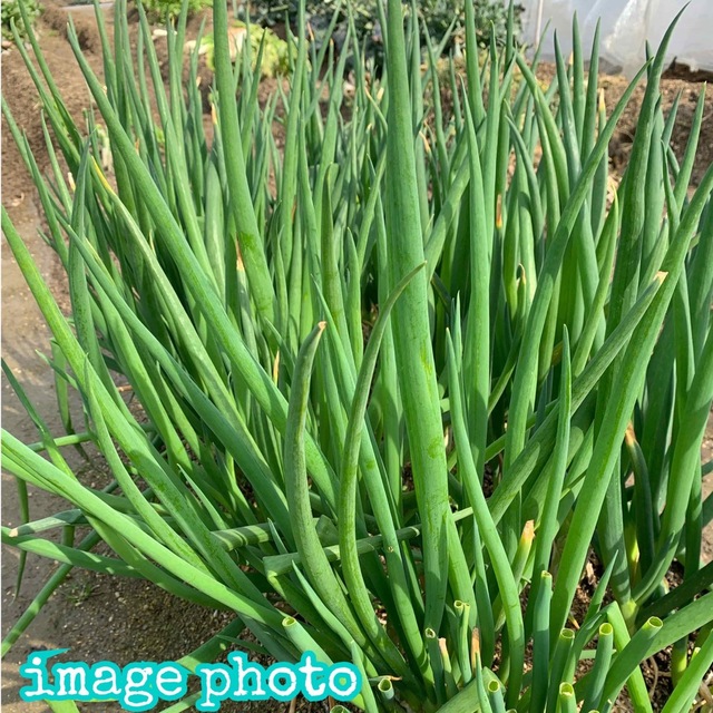 農薬不使用野菜＊根っこ＆土付き青ねぎの苗のセット＊九条ネギ＊初心者向け＊ネコポス 食品/飲料/酒の食品(野菜)の商品写真