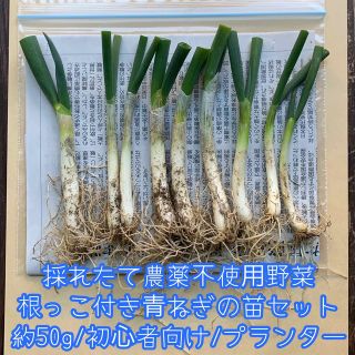 農薬不使用野菜＊根っこ＆土付き青ねぎの苗のセット＊九条ネギ＊初心者向け＊ネコポス(野菜)