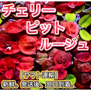 チェリーピットルージュ 浮草 水草 ウキクサ ビオトープ メダカ めだか(アクアリウム)