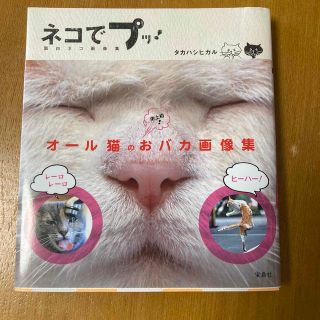 タカラジマシャ(宝島社)のネコでプッ！ 面白ネコ画像集(アート/エンタメ)