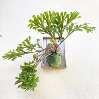 リドレイ　幼苗　1.2cm    ビカクシダ　観葉植物(プランター)