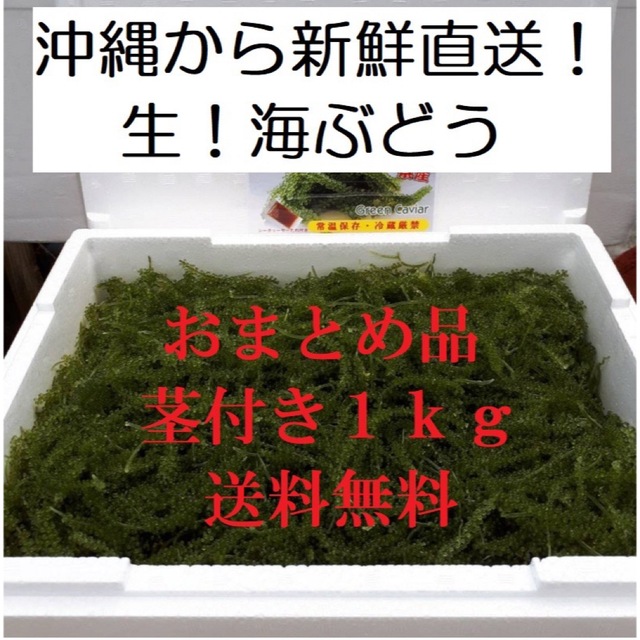 生海ぶどう 茎なしたっぷり1kg ☆タレ10p付き