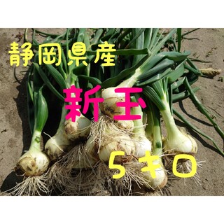 新玉ねぎ５キロ【新鮮野菜】【静岡県産】(野菜)