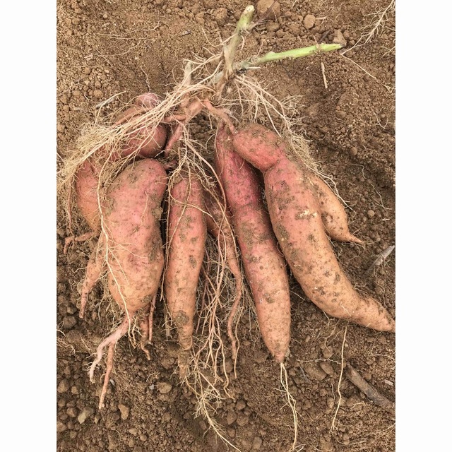 さつまいも　安納芋　愛媛県産　農家直送　お試し　1.2kg 食品/飲料/酒の食品(野菜)の商品写真