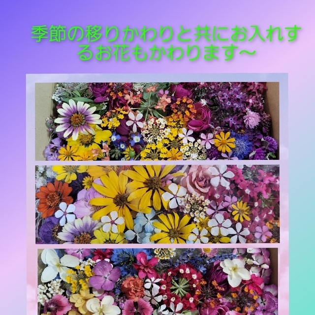 ドライフラワー花材(季節のデコレーション・春) ハンドメイドの素材/材料(その他)の商品写真