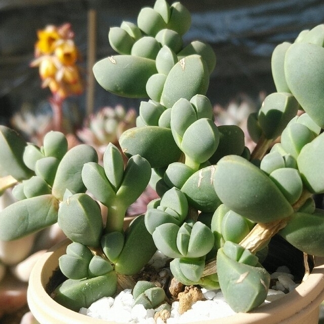 多肉植物 レーマニー 抜き苗 (鉢中全量) camaramachados.pe.gov.br