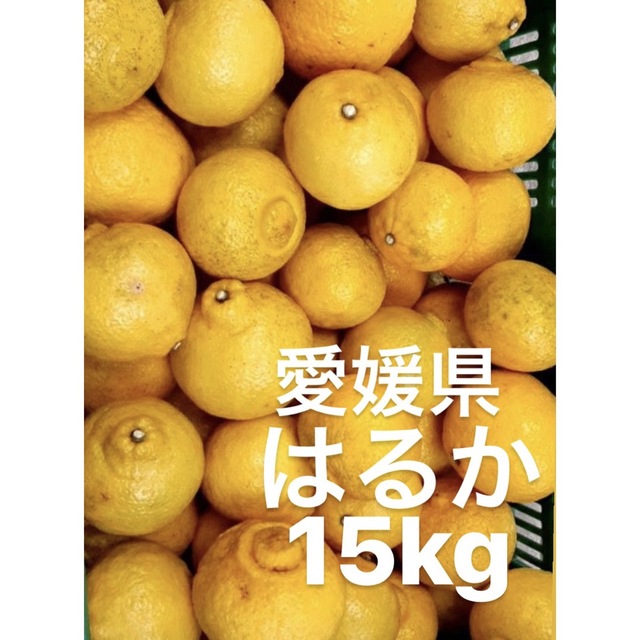 愛媛県産　はるか　柑橘　15kg