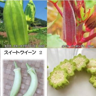 ミミティティ様専用ページ　3色オクラの種　固定種　たねの森(野菜)