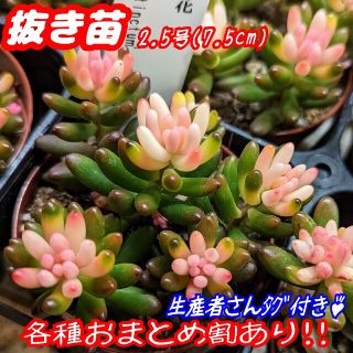 レア♪【抜き苗】産直！虹の花 多肉植物 セダム 紅葉 プレステラ プラ鉢 虹の玉(その他)