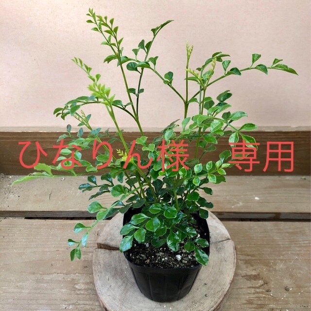 庭木植木　観葉植物　シマトネリコ